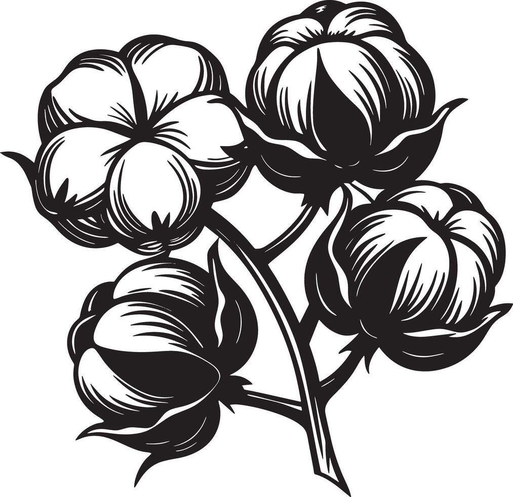 cotton flower illustration black and white vector