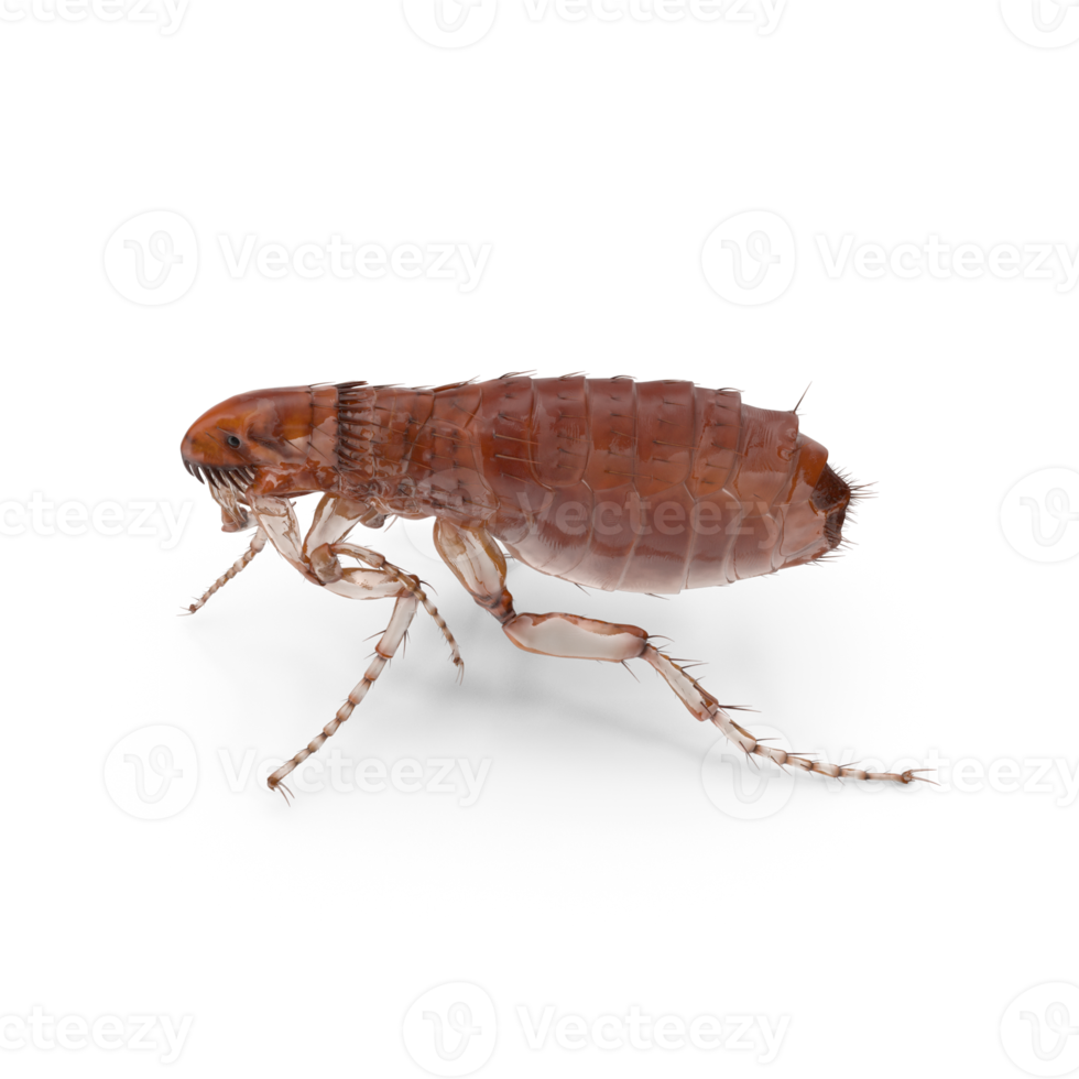 Closse up pulex irritans flea macro png