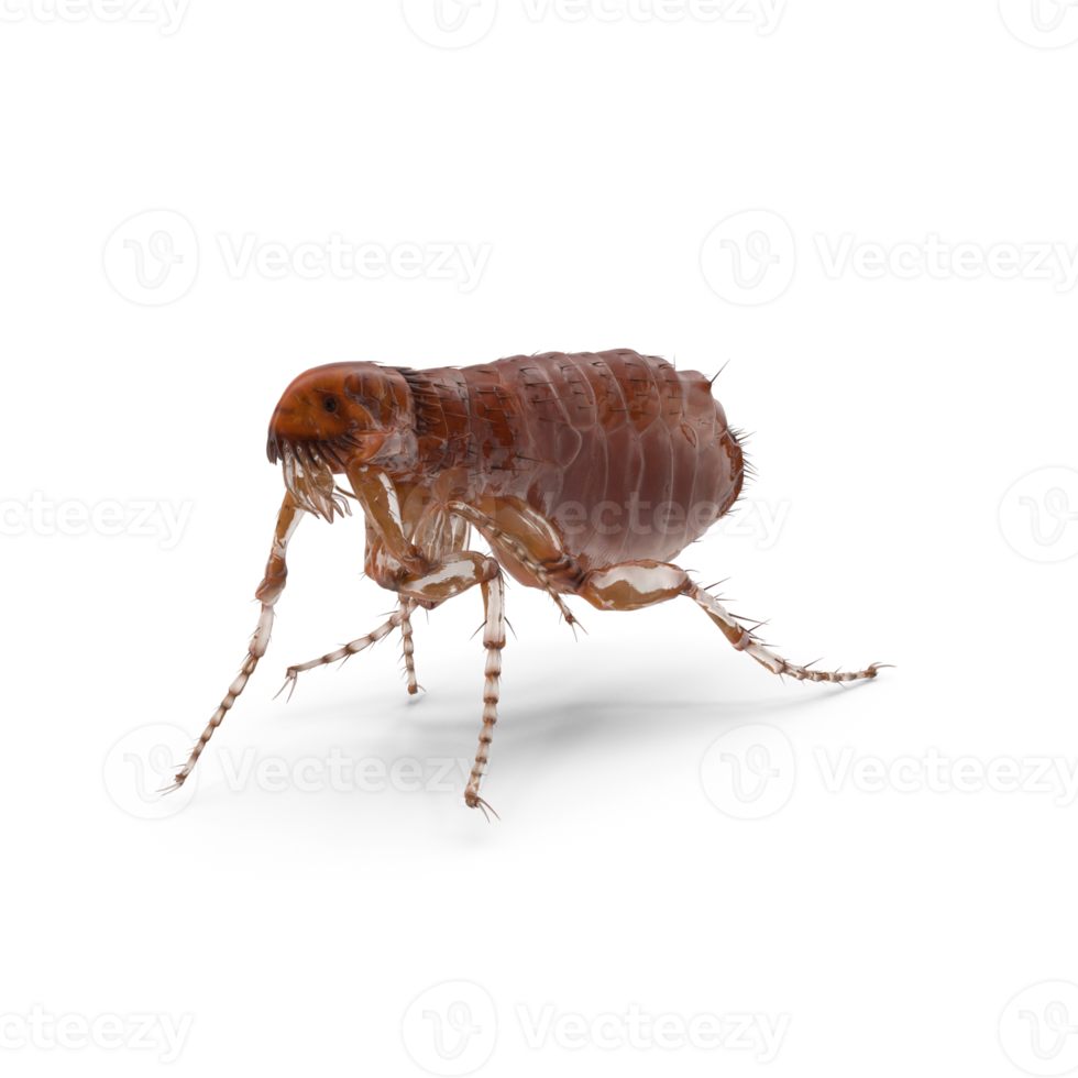 Closse up pulex irritans flea macro png