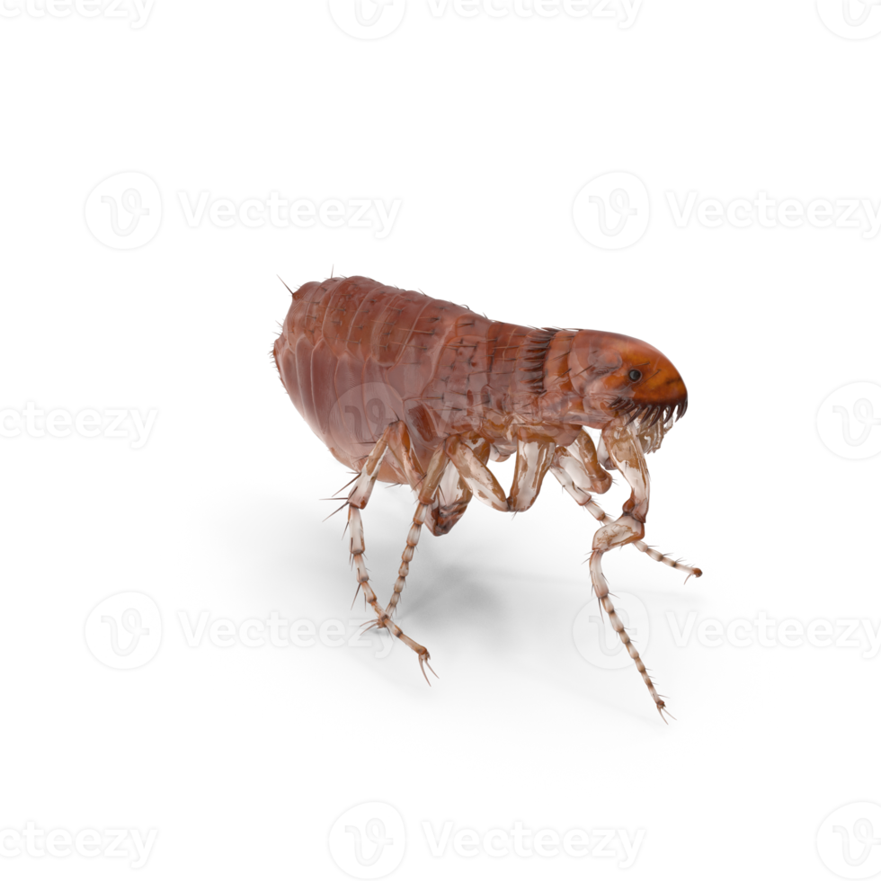 Closse up pulex irritans flea macro png