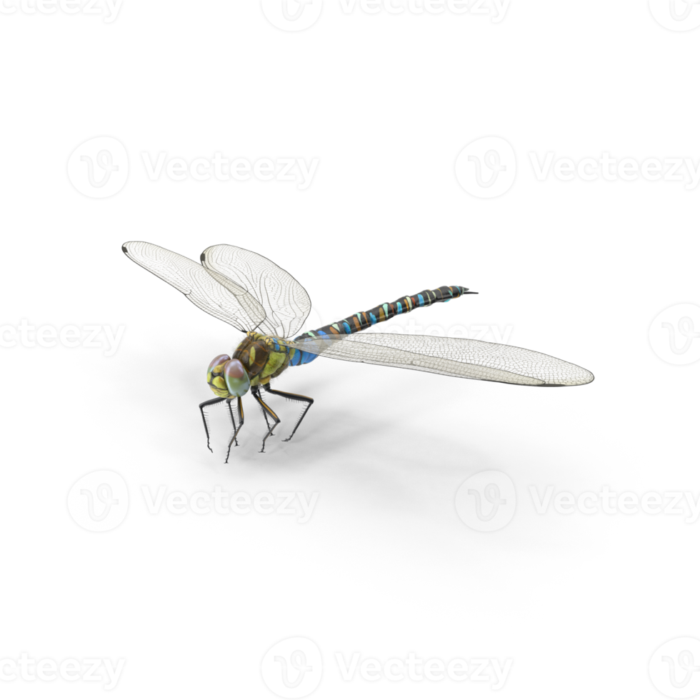Close up dragonfly png