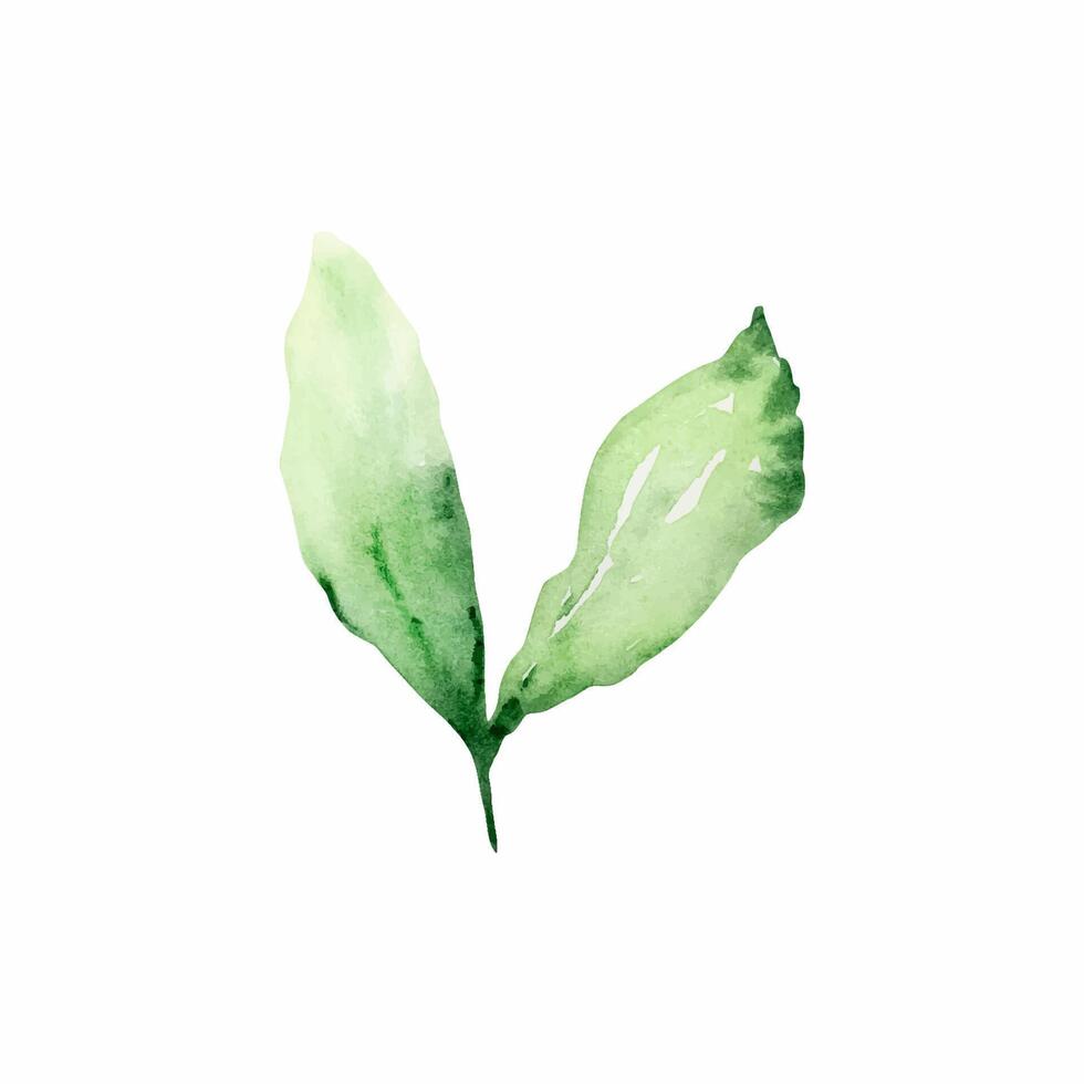 Branch with green leaves watercolor vector