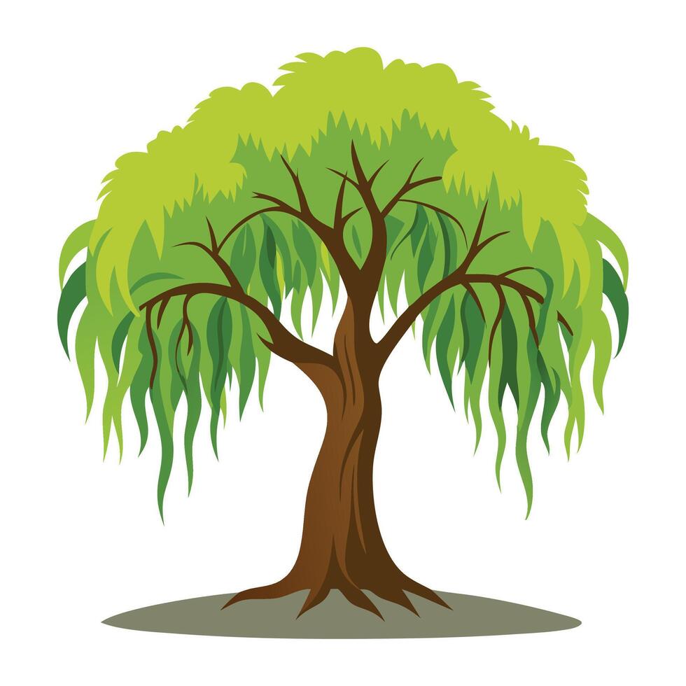 Willow tree flat illustration vector