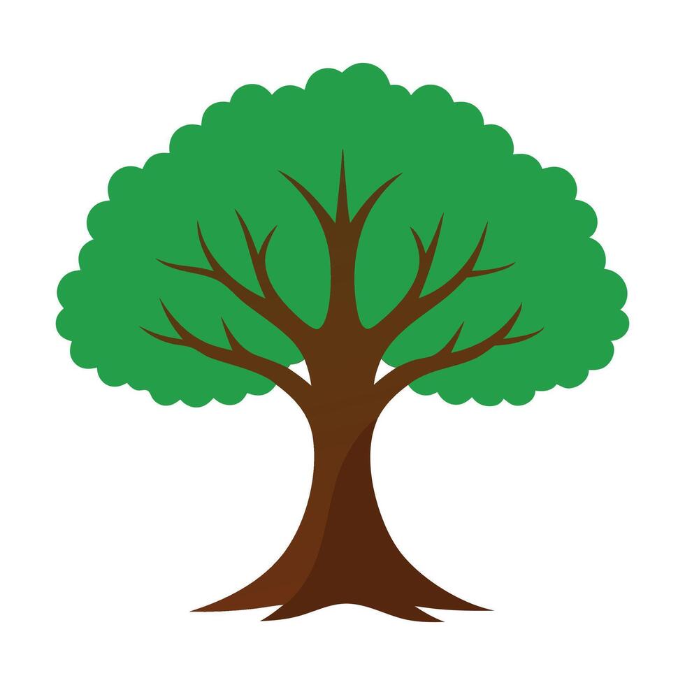 Beech tree flat illustration on white background vector