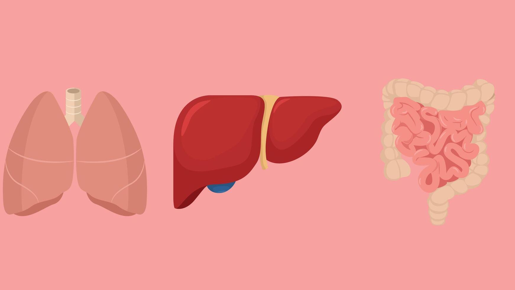 Biology and medical human organs isolated illustration vector