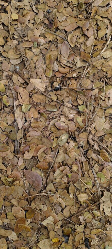 the piles of dry leaves photo