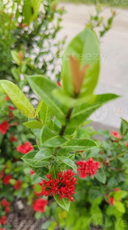 a stake of shoots photo