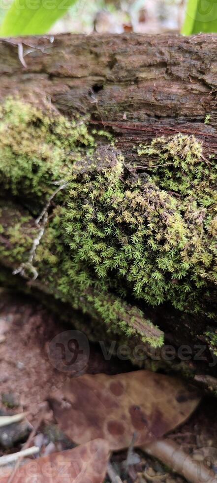 beautiful moss in the morning photo