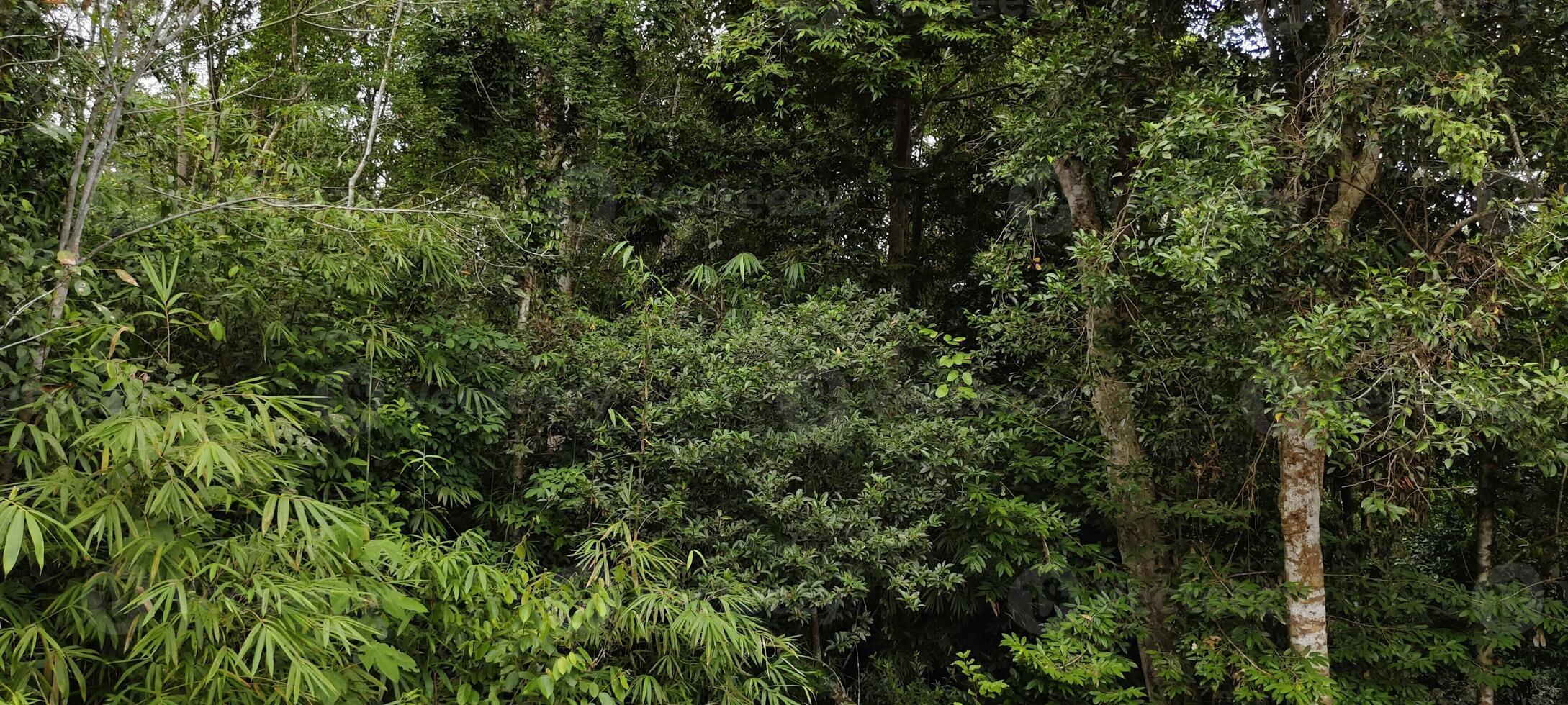 heavy forest in west borneo photo