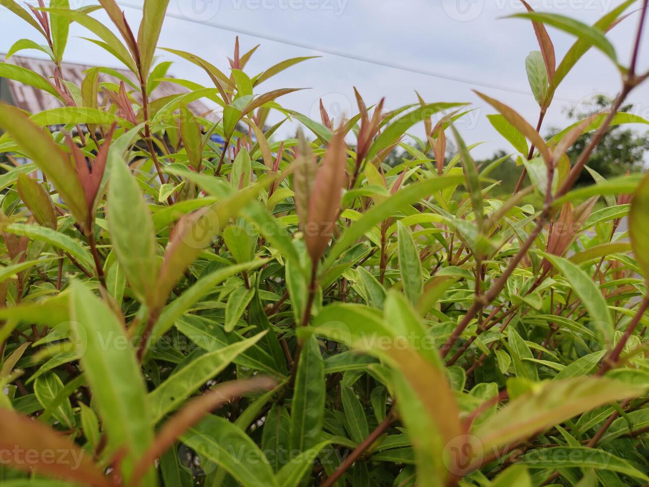 bunch of young leaves blooming in the morning photo