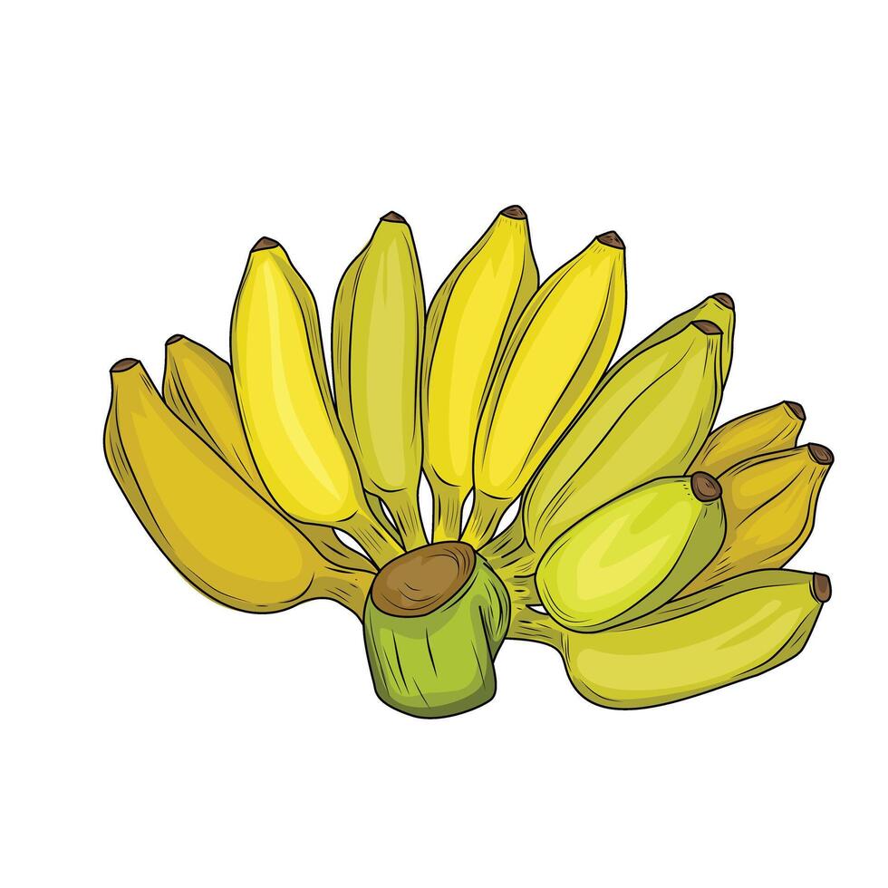 illustration of a yellow ripe banana, ripe banana vector