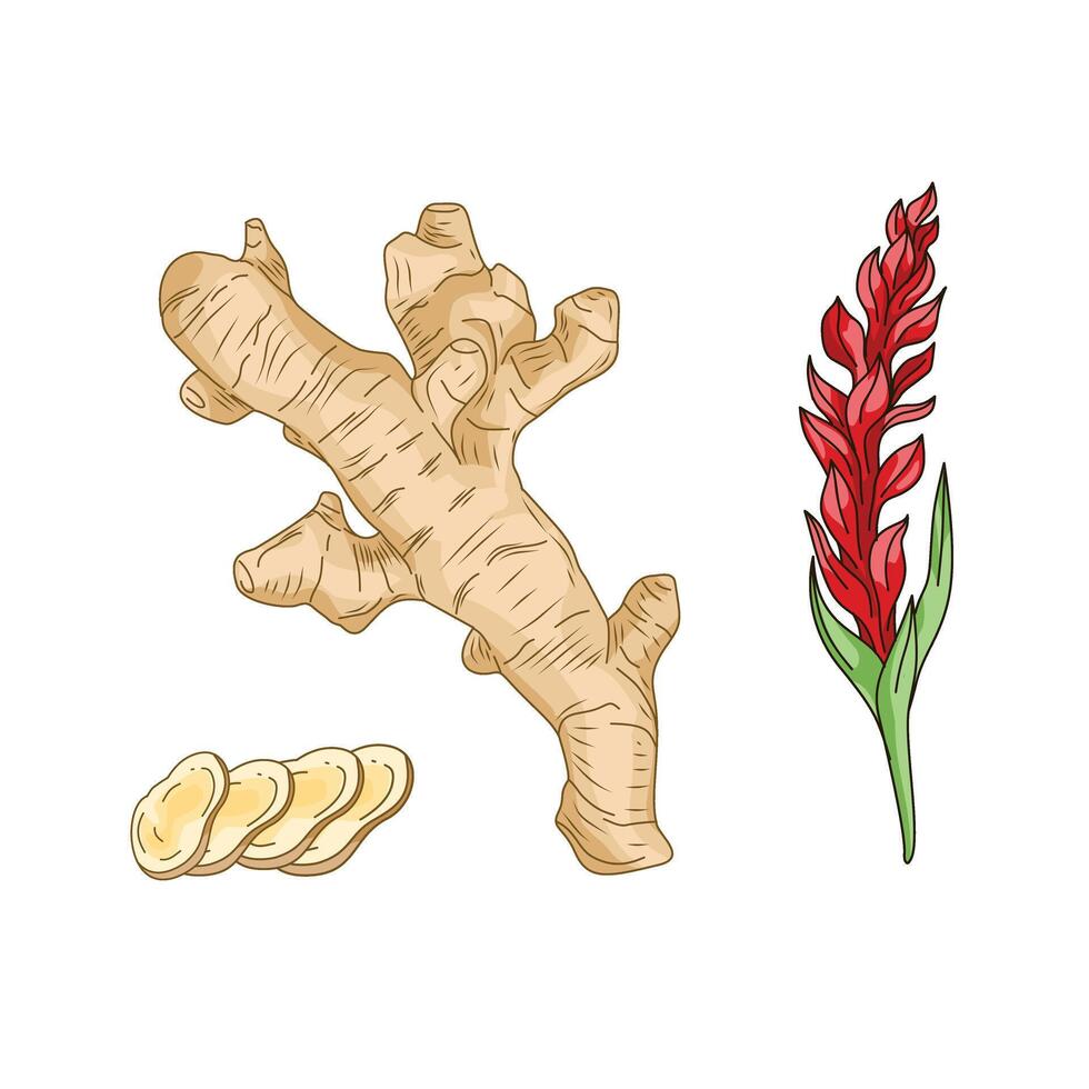 set of ginger spices. ginger isolated on white background, cut ginger root slices. ginger plant. vector