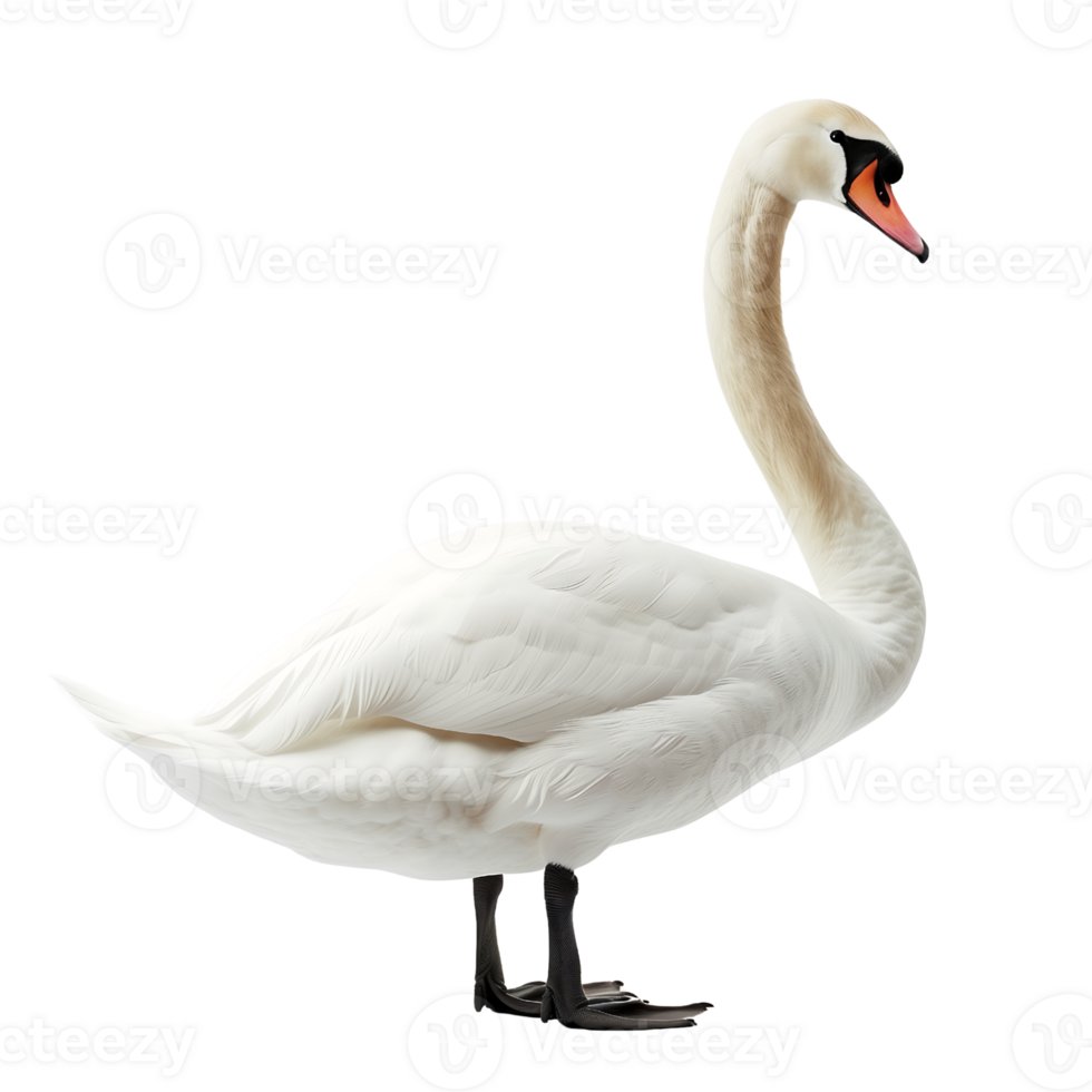 white swan on transparent background png