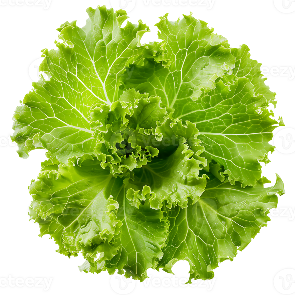 Fresh salad green lettuce leaf isolated on transparent background png