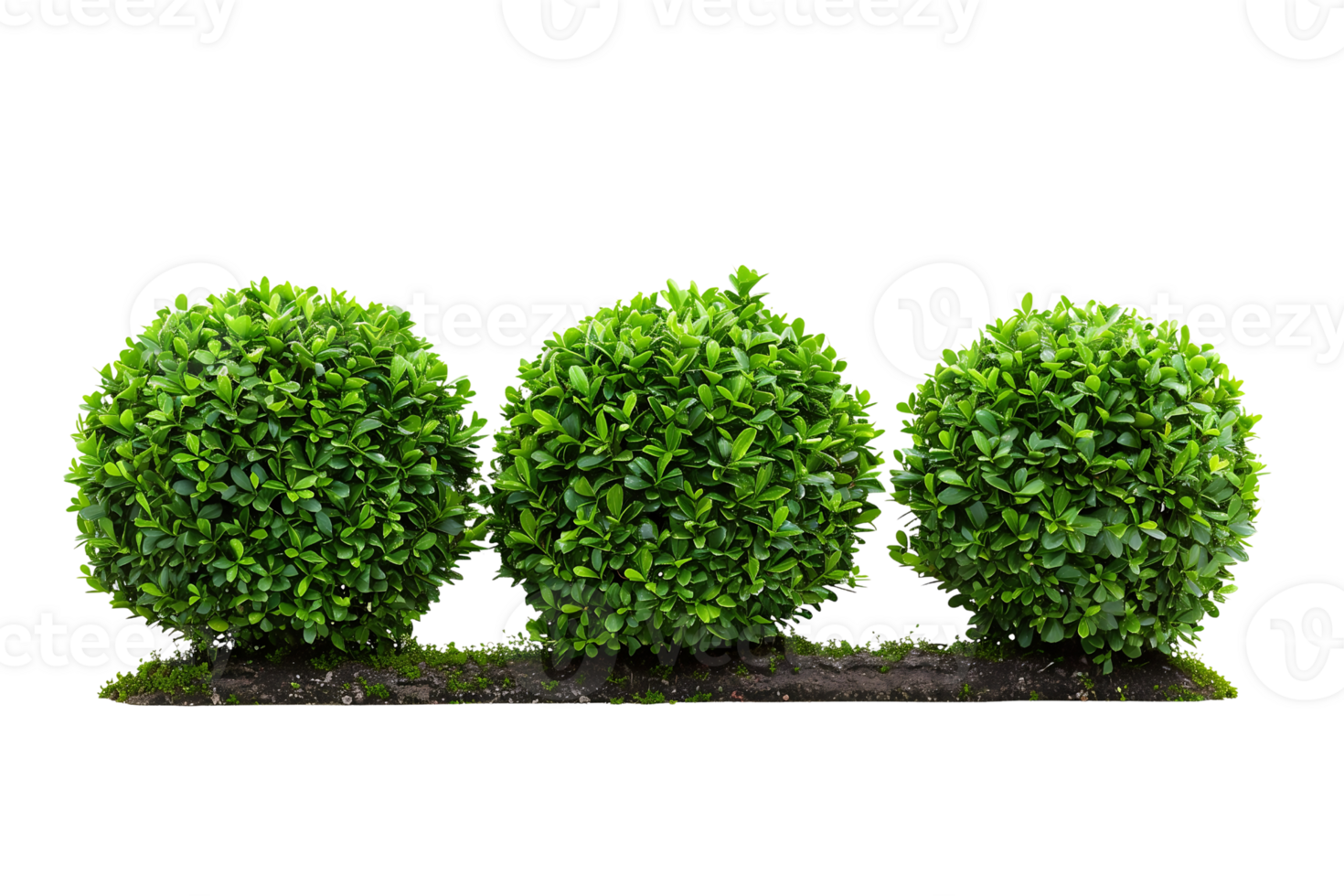 English boxwood showcasing precision garden art Isolated on Transparent Background png