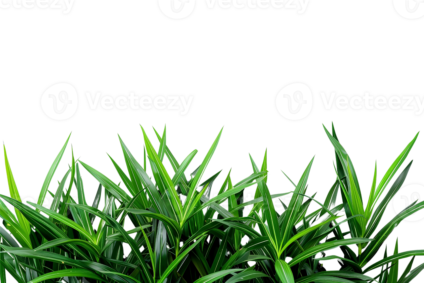 bush of pandan plants with copy space on a transparent background png