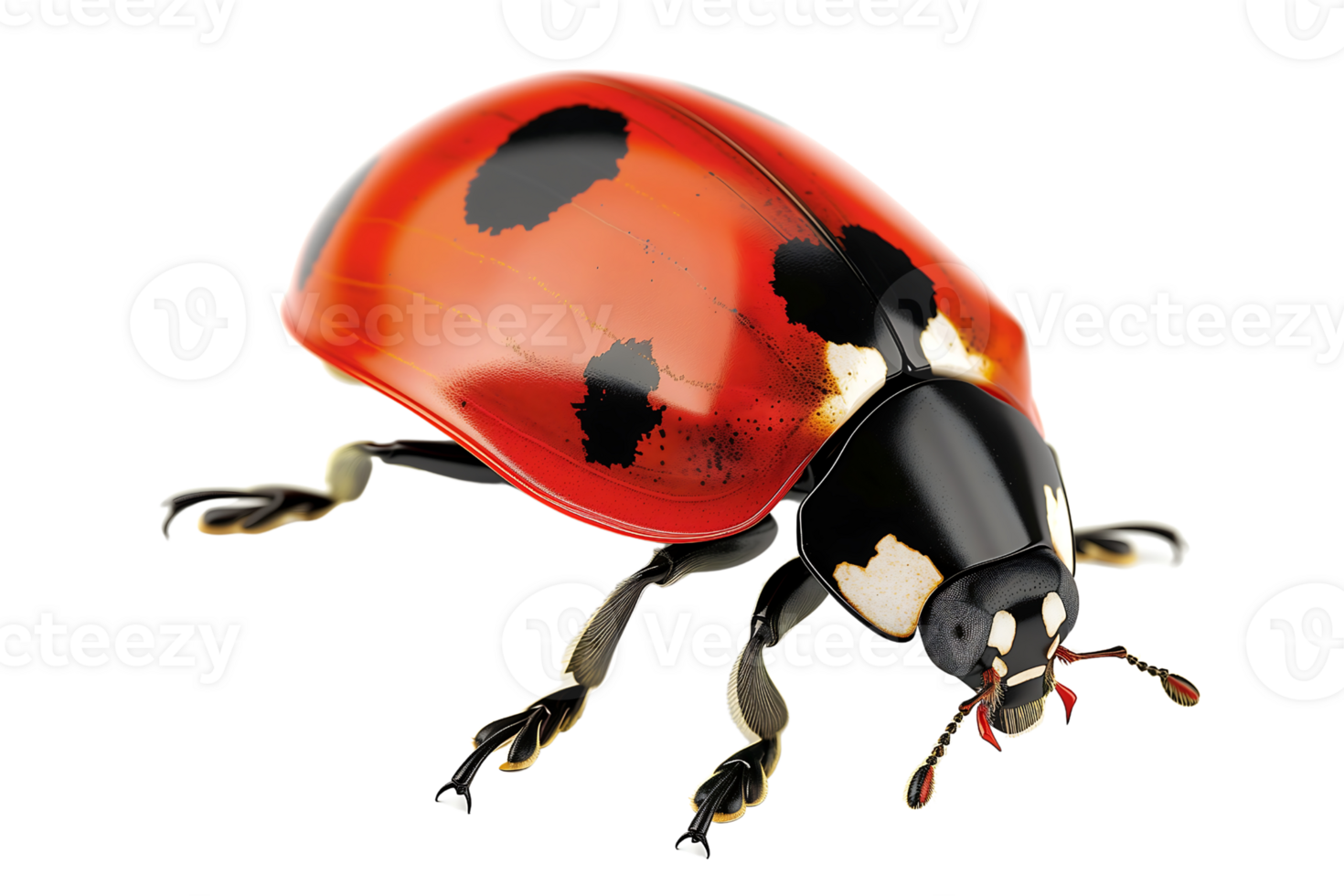 Ladybug isolated on transparent background png