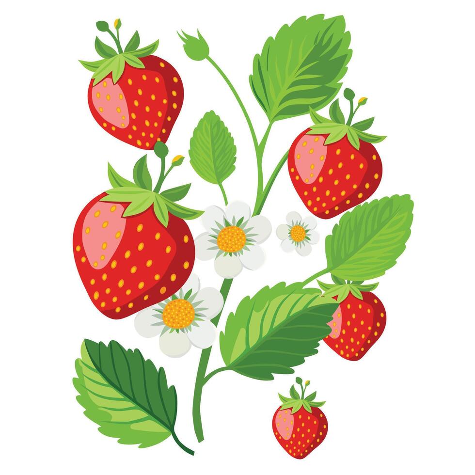 Strawberry bunch with leaves and flowers isolated on white background. vector