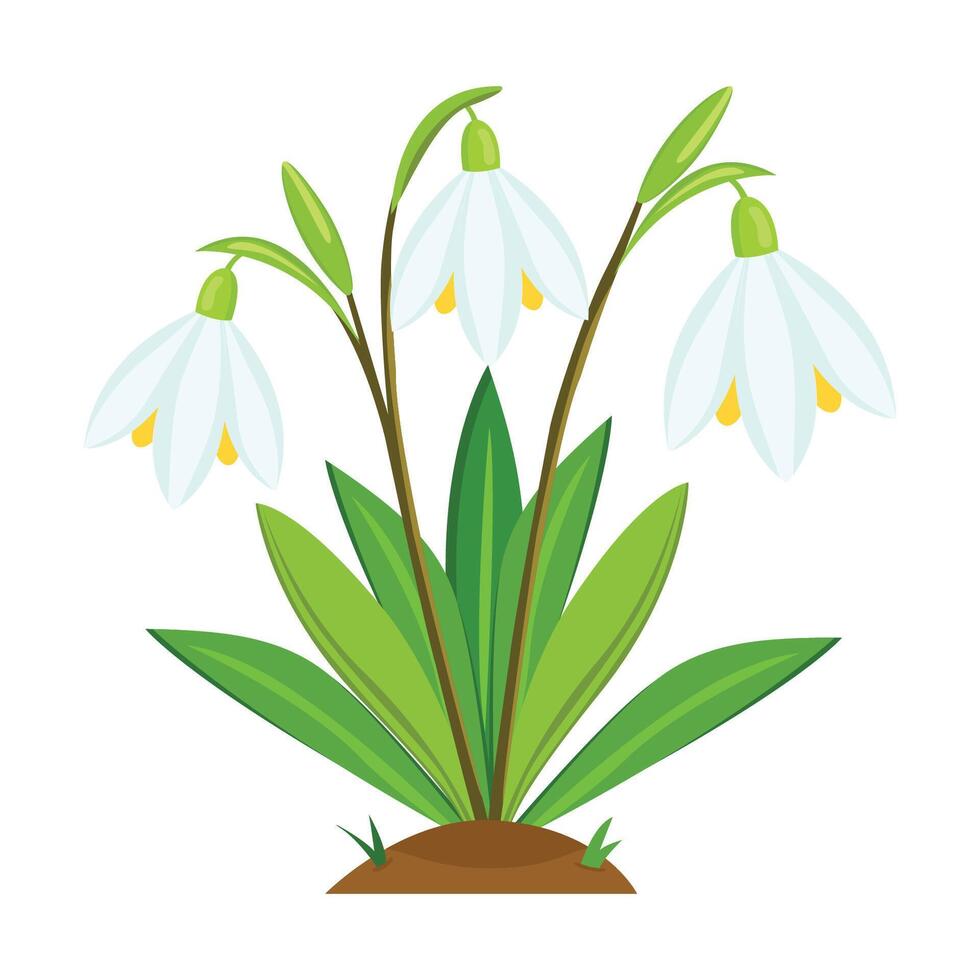 Snowdrop flower. Flat illustration of snowdrop flower icon for web vector