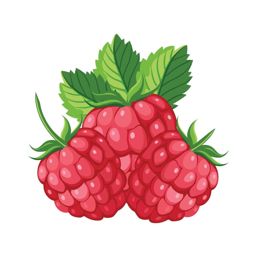 Raspberry illustration isolated on white background. Raspberry icon. vector