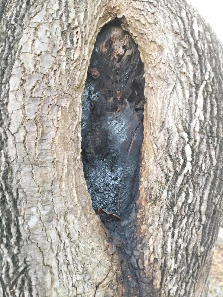 Hole in the bark of a tree close up. Tree trunk with hollow. Tree bark texture background. Dark Hollow Of Old Birch Tree Close Up. Birch Texture Background. Damage To The Bark Of a wood photo