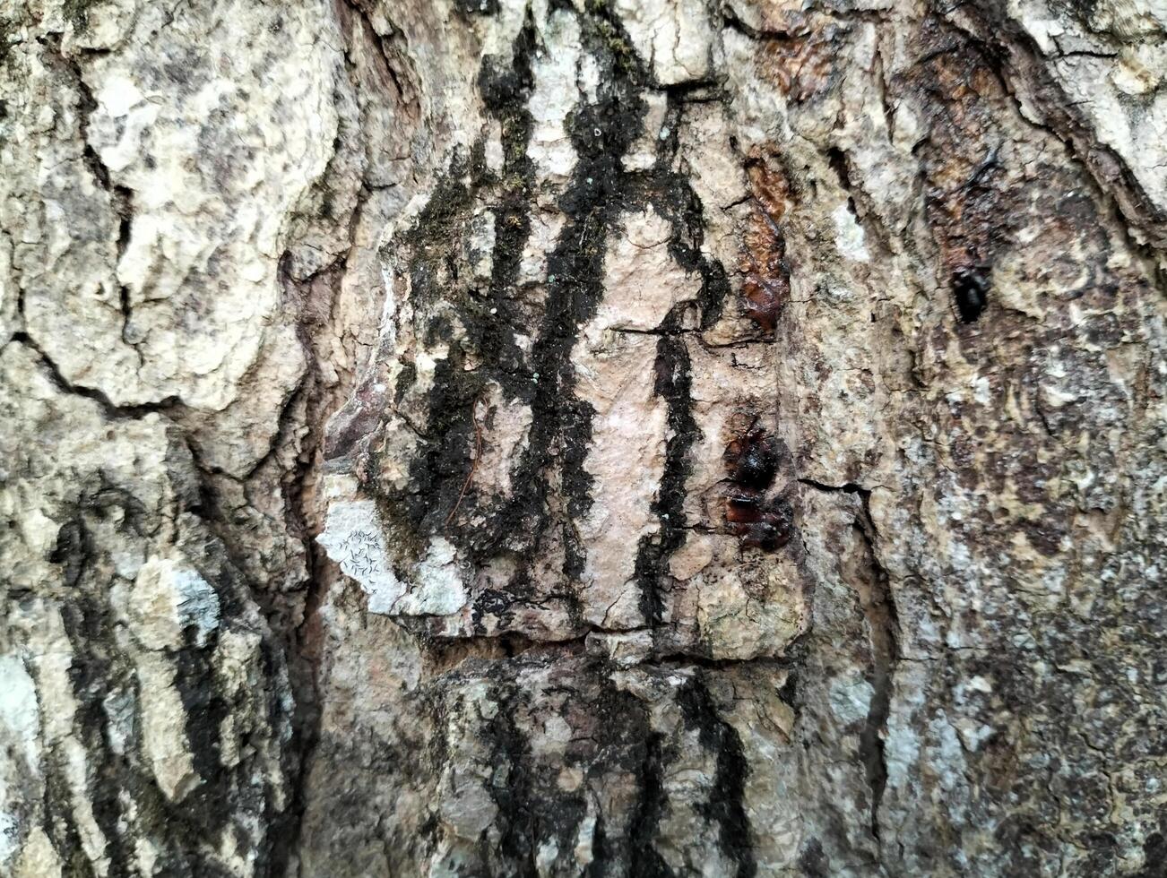 Texture pattern formed for the rough bark of huge trees. Pine bark texture for background. Old rough bark of a greenish pine tree photo