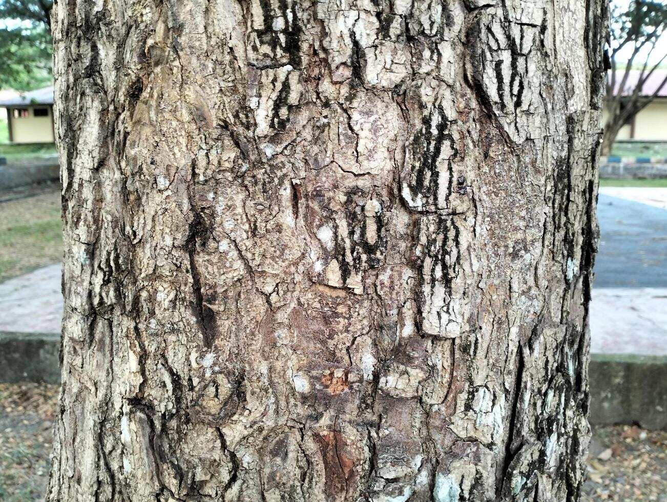 Texture pattern formed for the rough bark of huge trees. Pine bark texture for background. Old rough bark of a greenish pine tree photo
