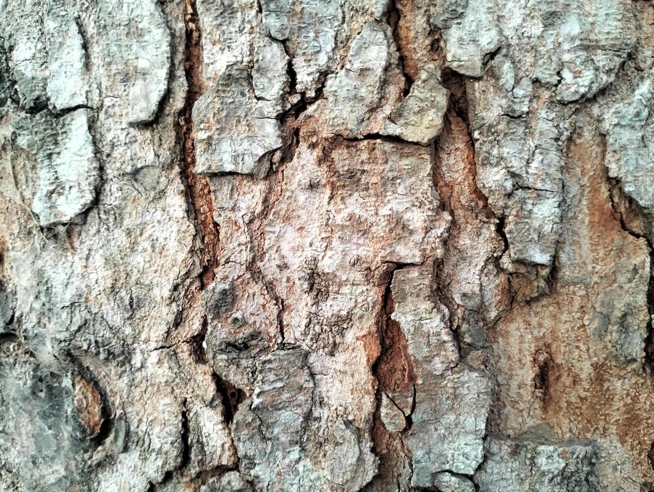 Texture pattern formed for the rough bark of huge trees. Pine bark texture for background. Old rough bark of a greenish pine tree photo