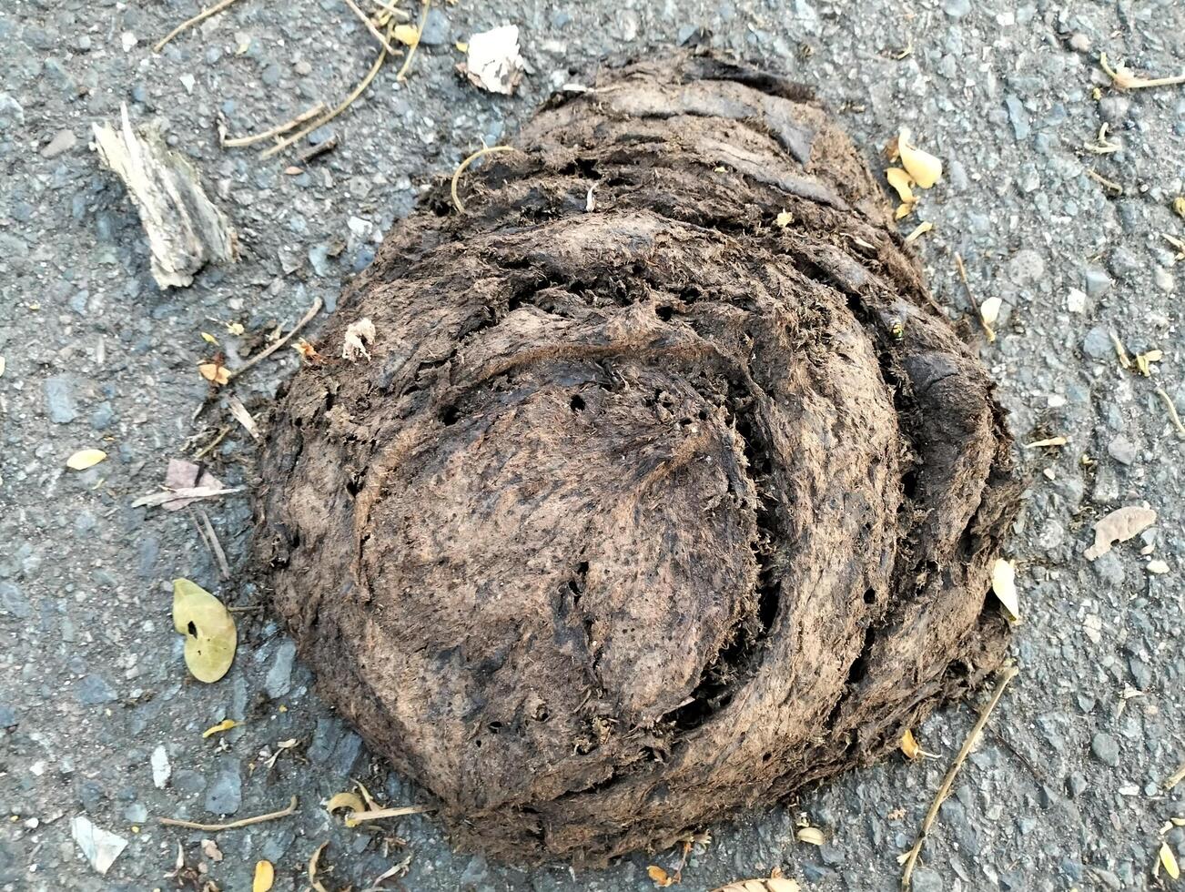Cow dung on asphalt road. Excrement of animals on the road, Photography on theme dry buffalo dung photo