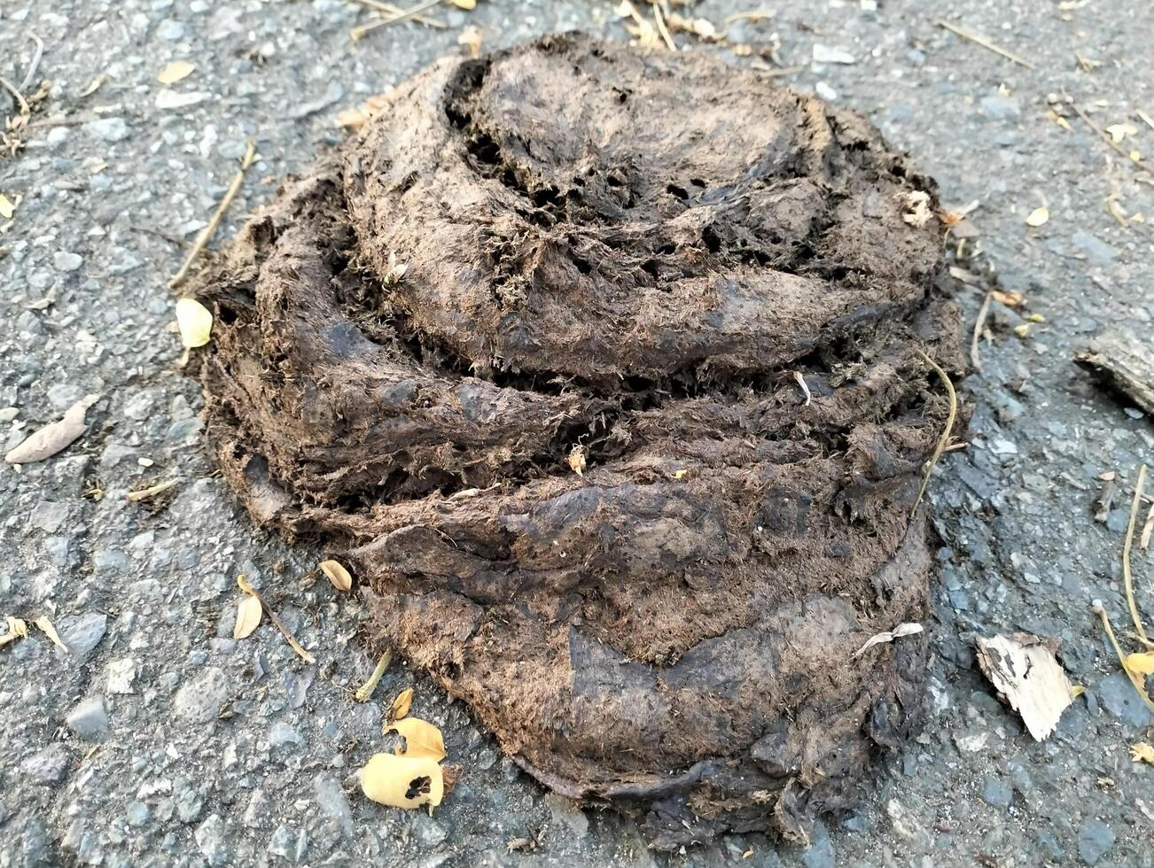 Cow dung on asphalt road. Excrement of animals on the road, Photography on theme dry buffalo dung photo