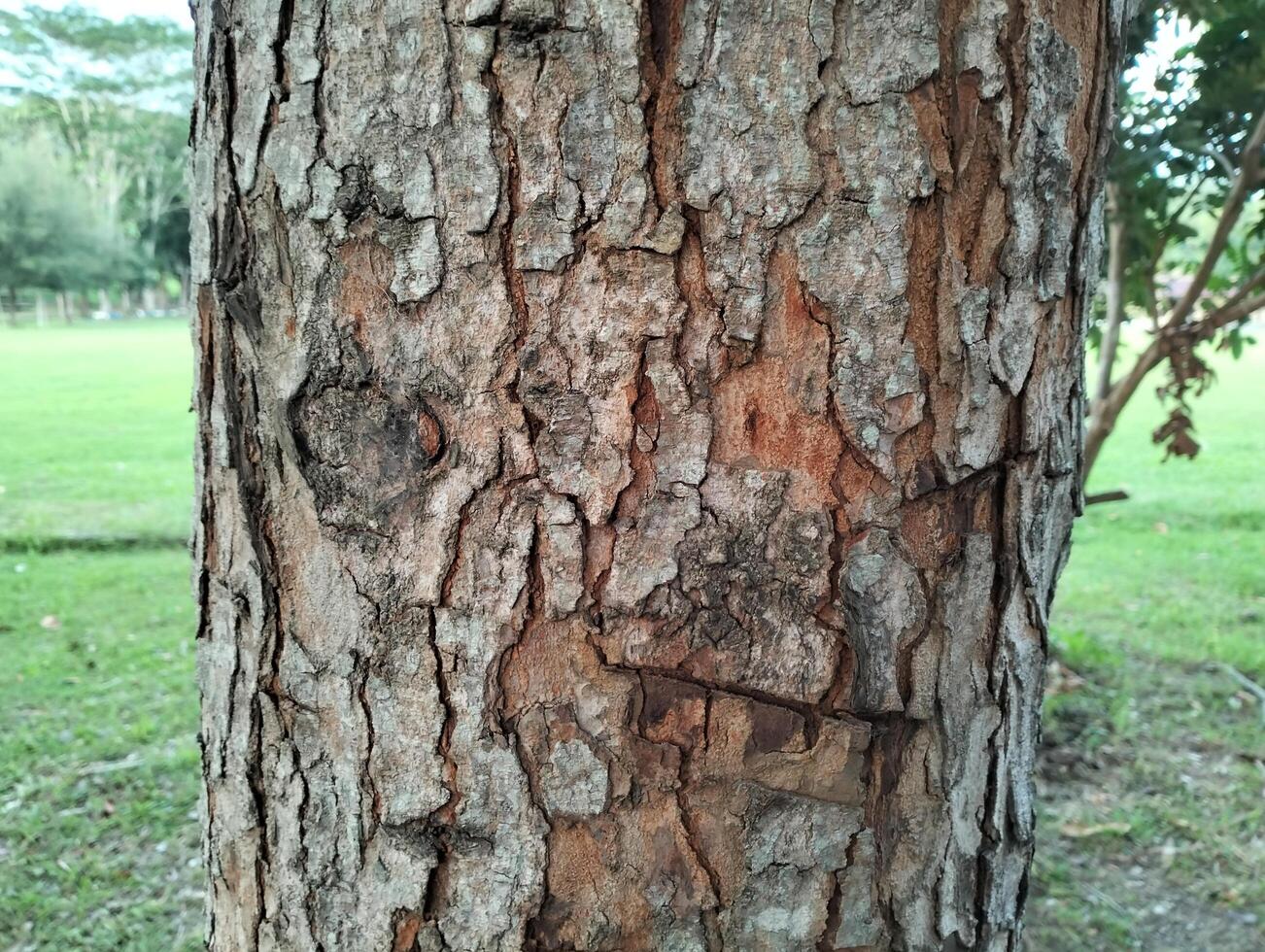 Texture pattern formed for the rough bark of huge trees. Pine bark texture for background. Old rough bark of a greenish pine tree photo