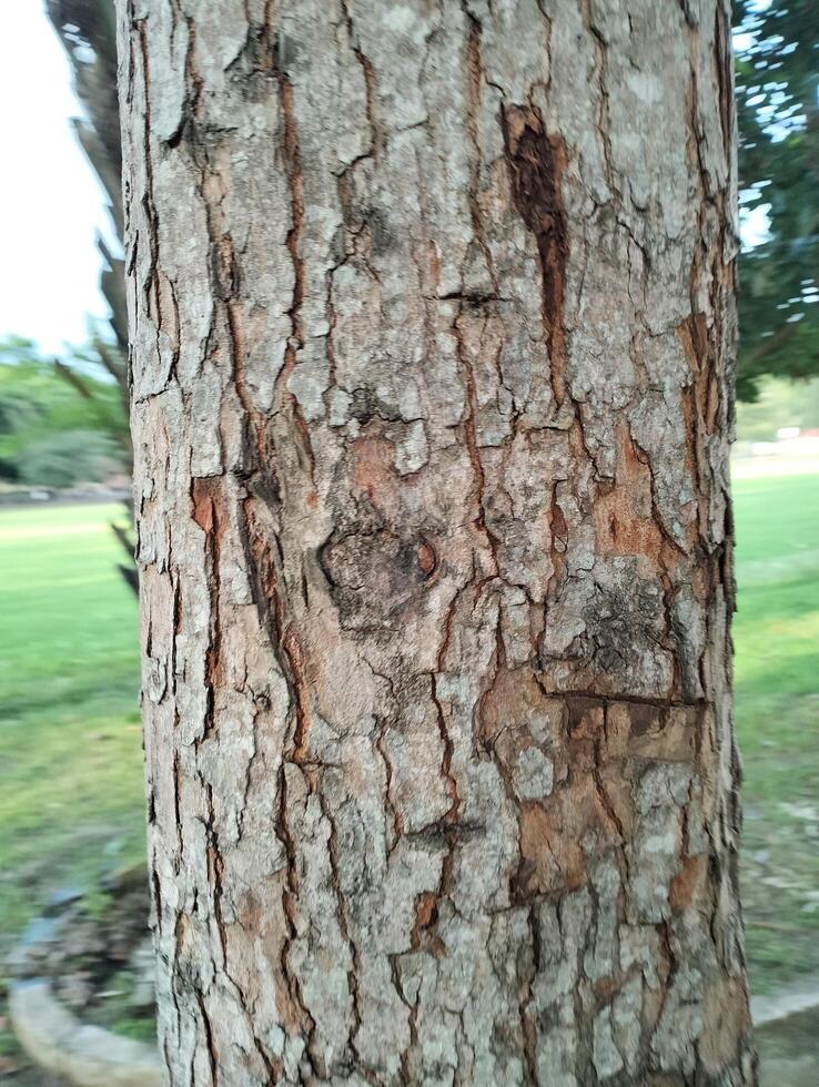 Texture pattern formed for the rough bark of huge trees. Pine bark texture for background. Old rough bark of a greenish pine tree photo