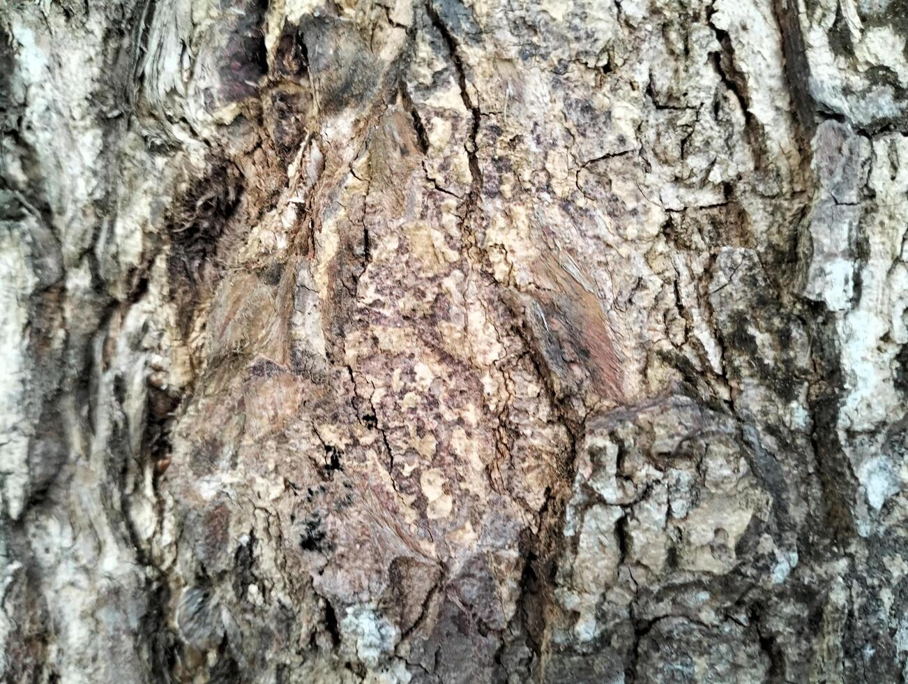 Texture pattern formed for the rough bark of huge trees. Pine bark texture for background. Old rough bark of a greenish pine tree photo