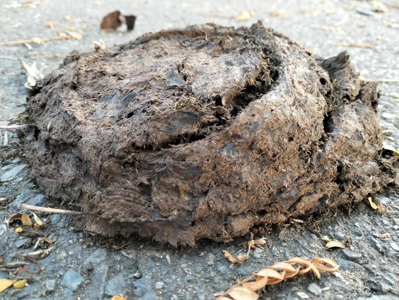 Cow dung on asphalt road. Excrement of animals on the road, Photography on theme dry buffalo dung photo