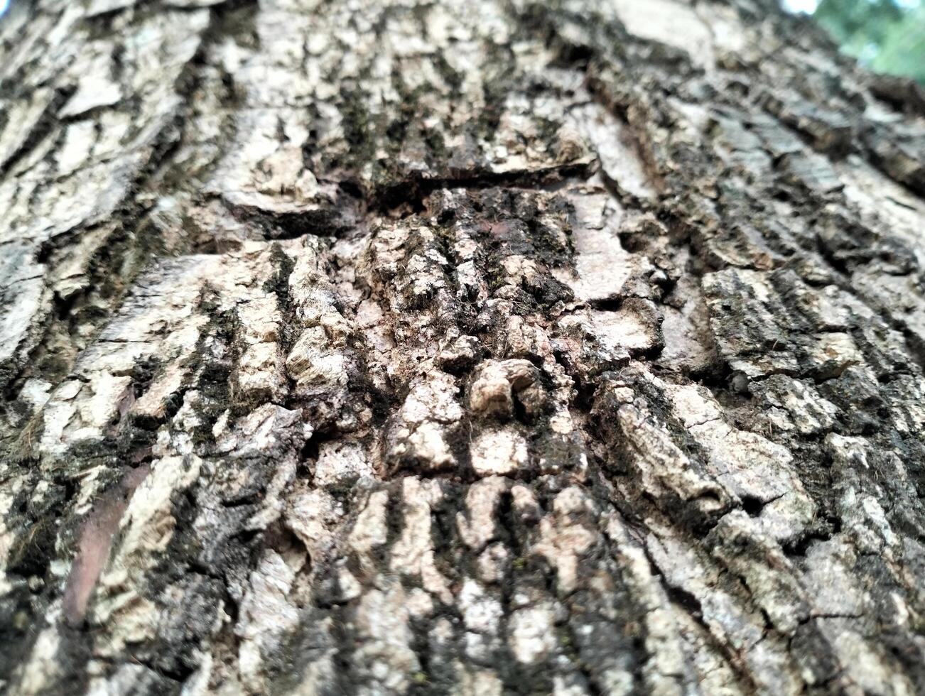 Texture pattern formed for the rough bark of huge trees. Pine bark texture for background. Old rough bark of a greenish pine tree photo