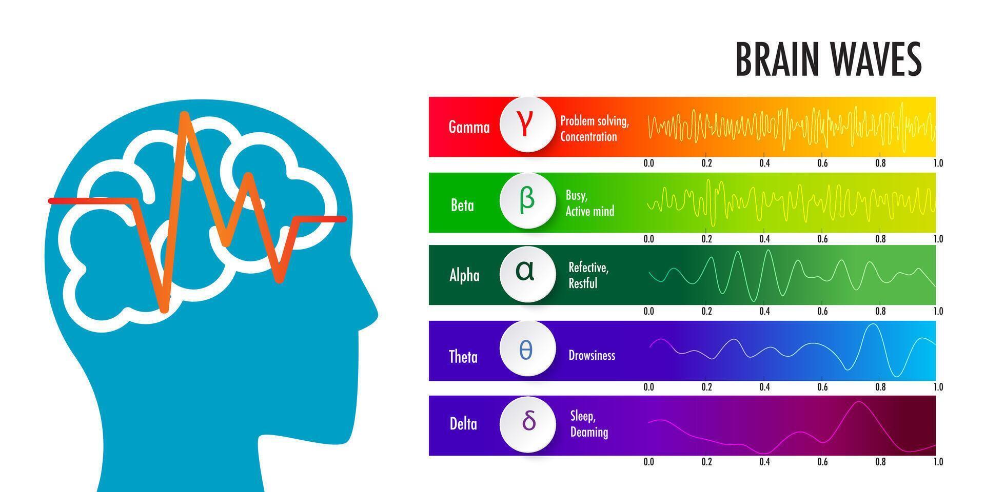 measures brain waves of different frequencies within the brain infographic vector