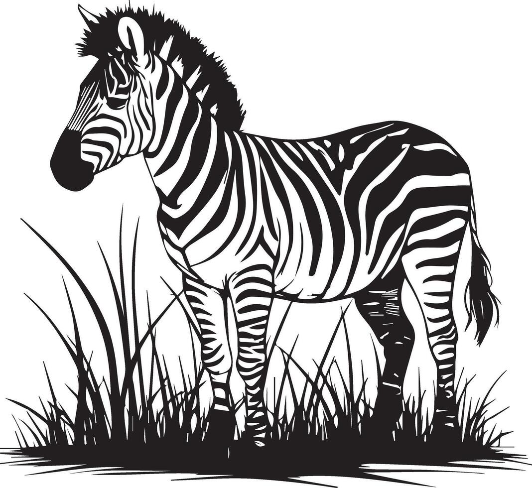 Hand drawn silhouette Zebra vector
