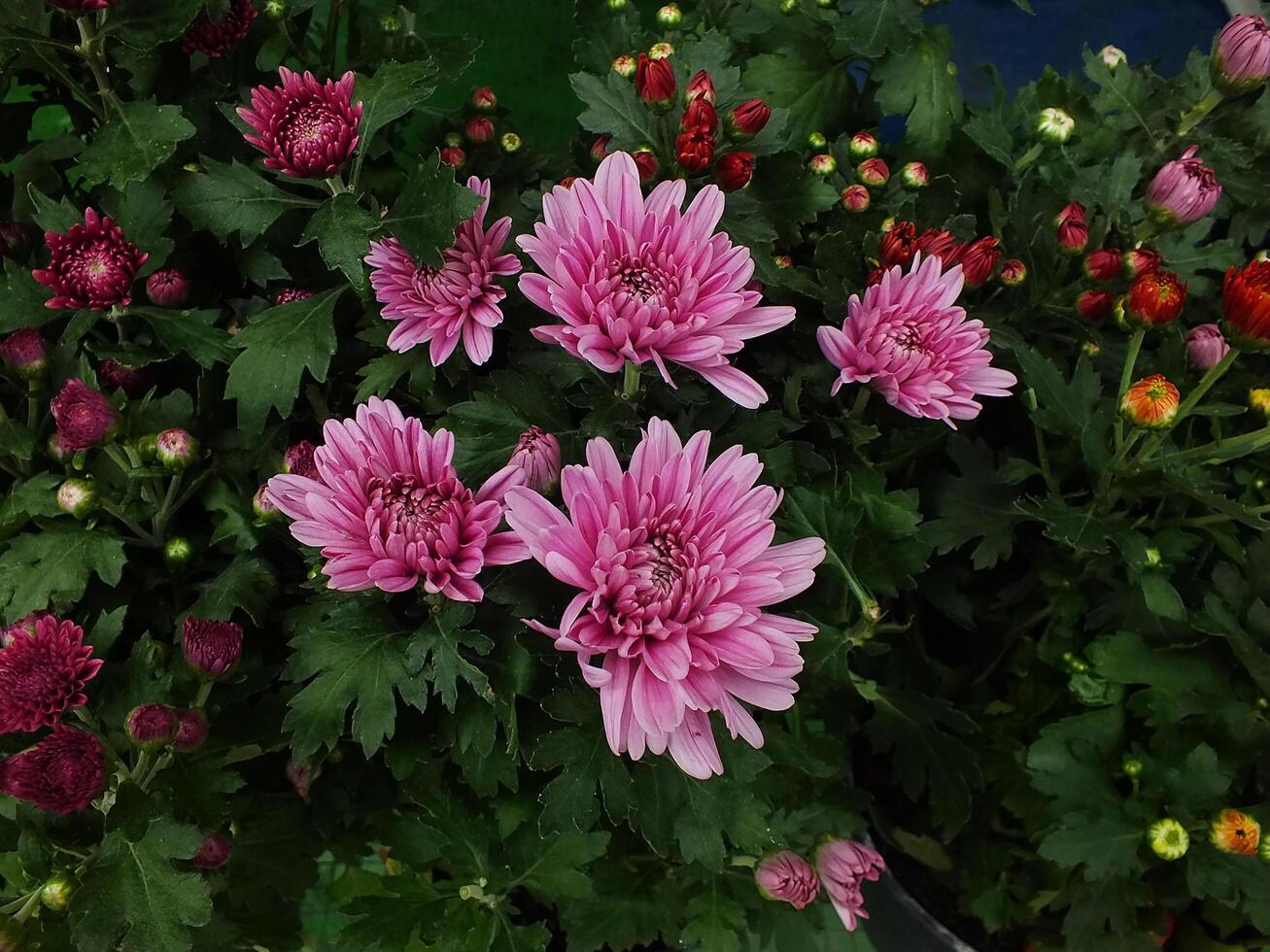 vibrant color of chrysanthemums flower. Spring flower background. Nature in beauty. photo