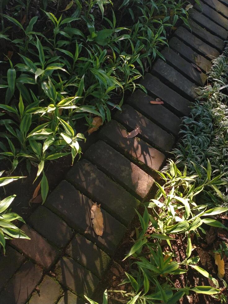 brick pathway with green moss with morning sunbeams and lush green ornamental leaf plant photo