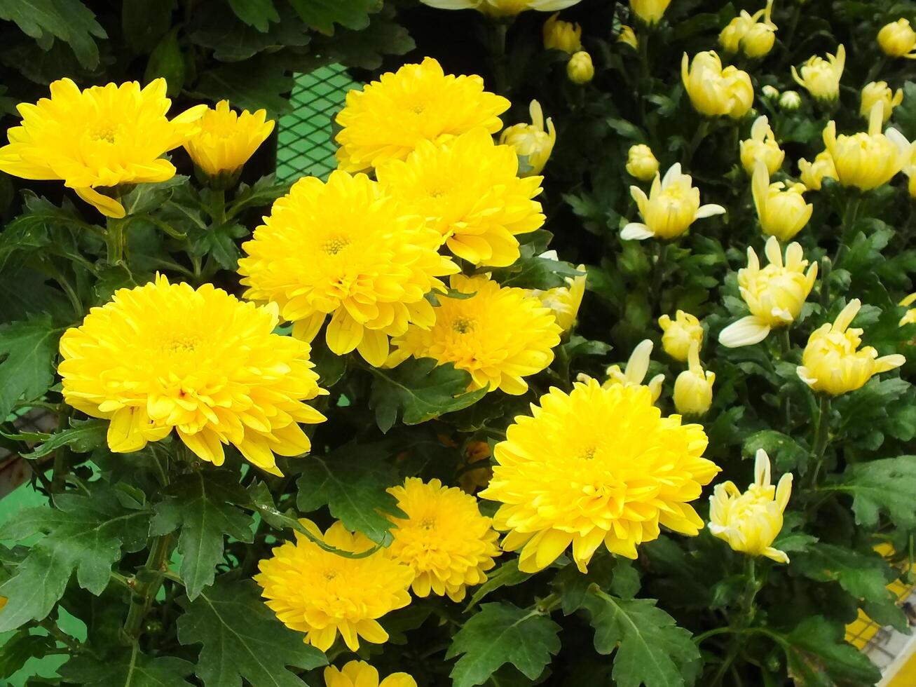 vibrant color of chrysanthemums flower. Spring flower background. Nature in beauty. photo
