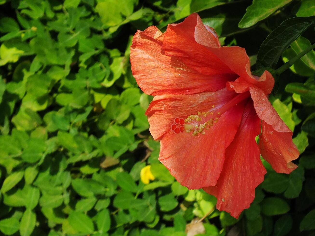 Close up of hibiscus syriacus flower in bloom, spring time so beautiful at botanical garden photo