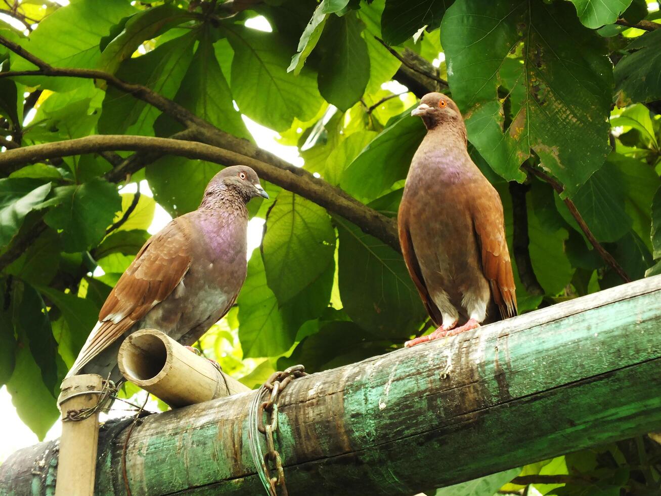Charming brown pigeon perched on the roof of the house against the backdrop of lush green leaves photo