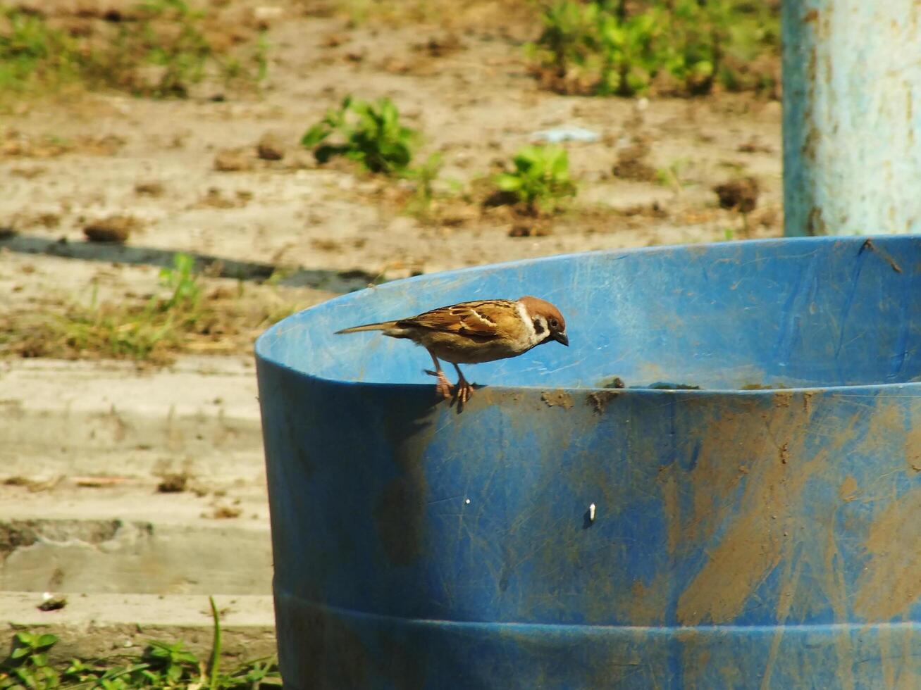 Sparrow bird passer montanus resting on a blue bucket during hot summer day. Wild life photo. photo