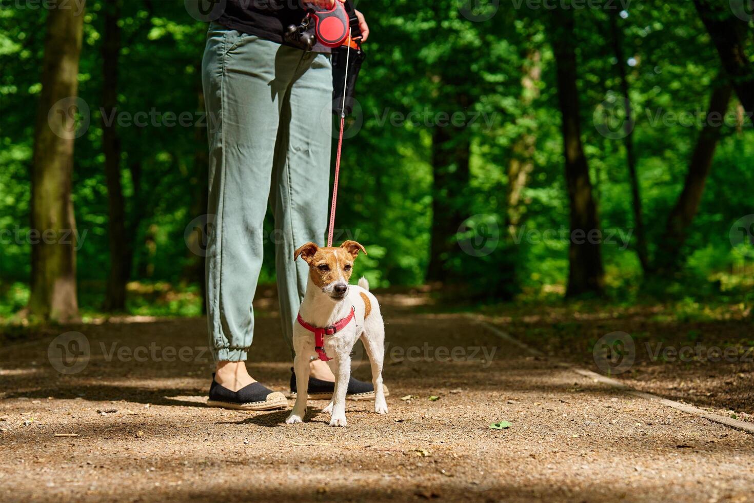 Woman Walking Dog in Park photo