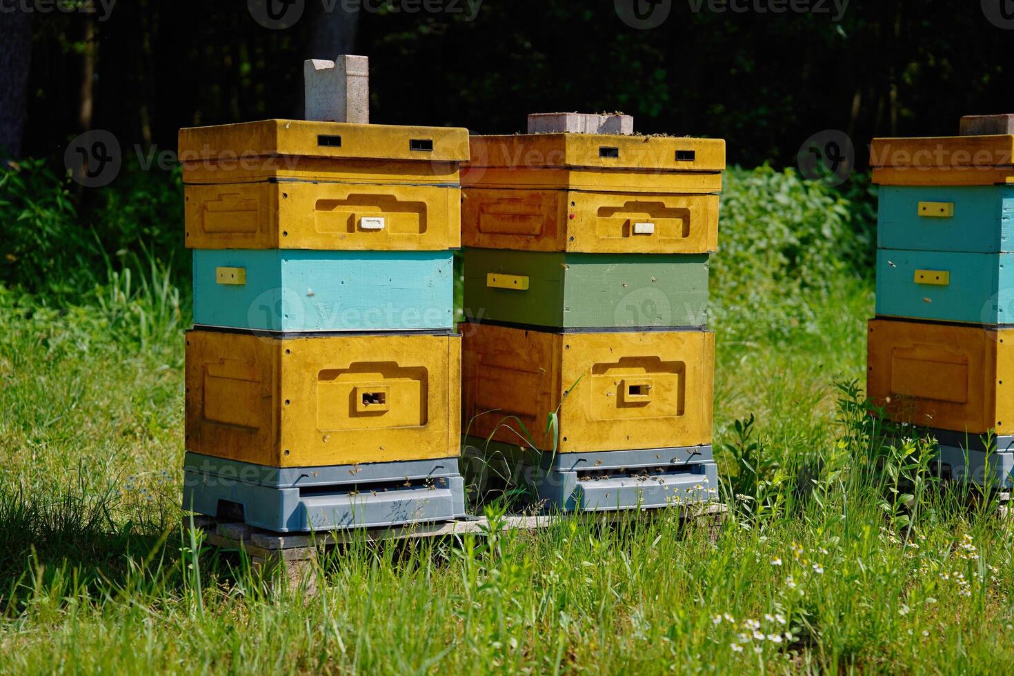 Bee Hives Placed in a Sunny Meadow photo