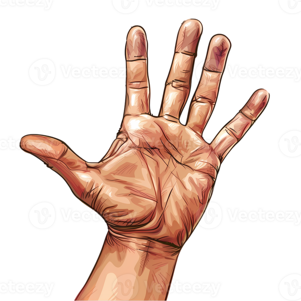 Detailed Illustration of an Open Hand png