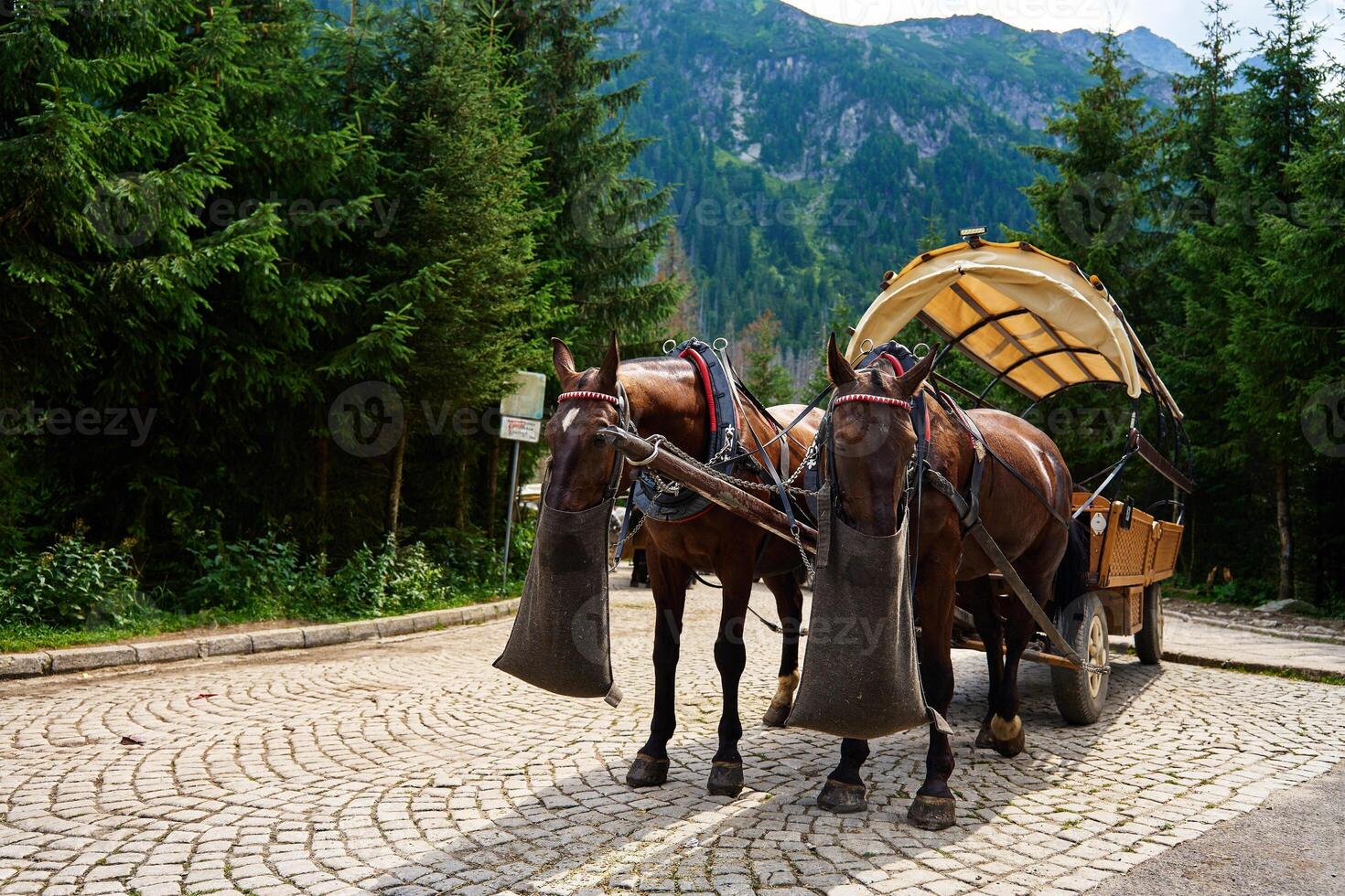 Horses in harness eating forage photo