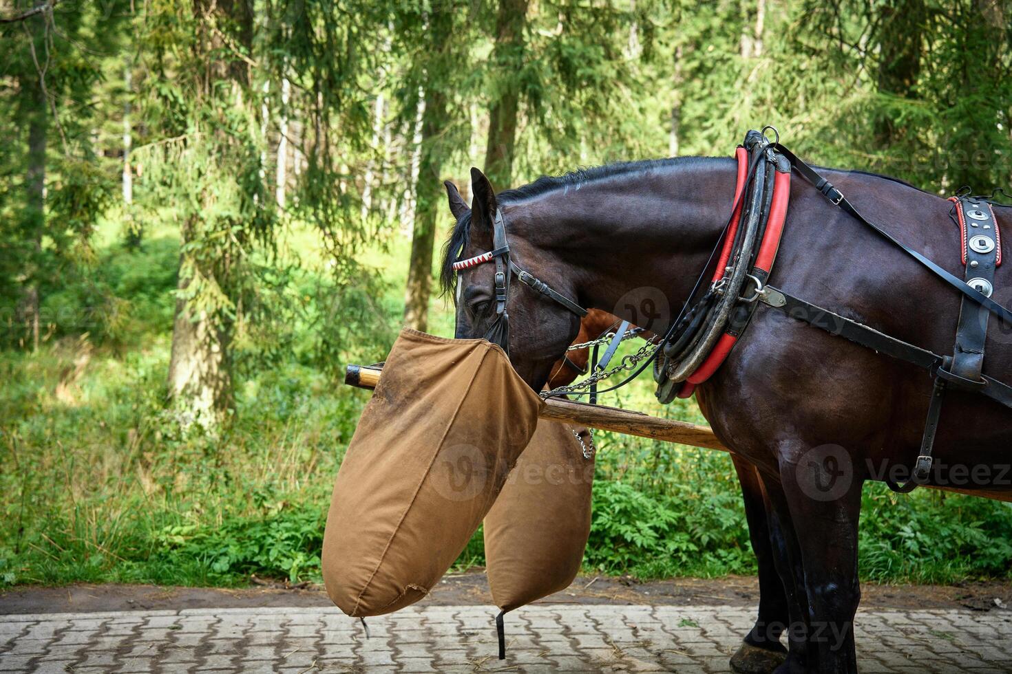 Horses in harness eating forage photo