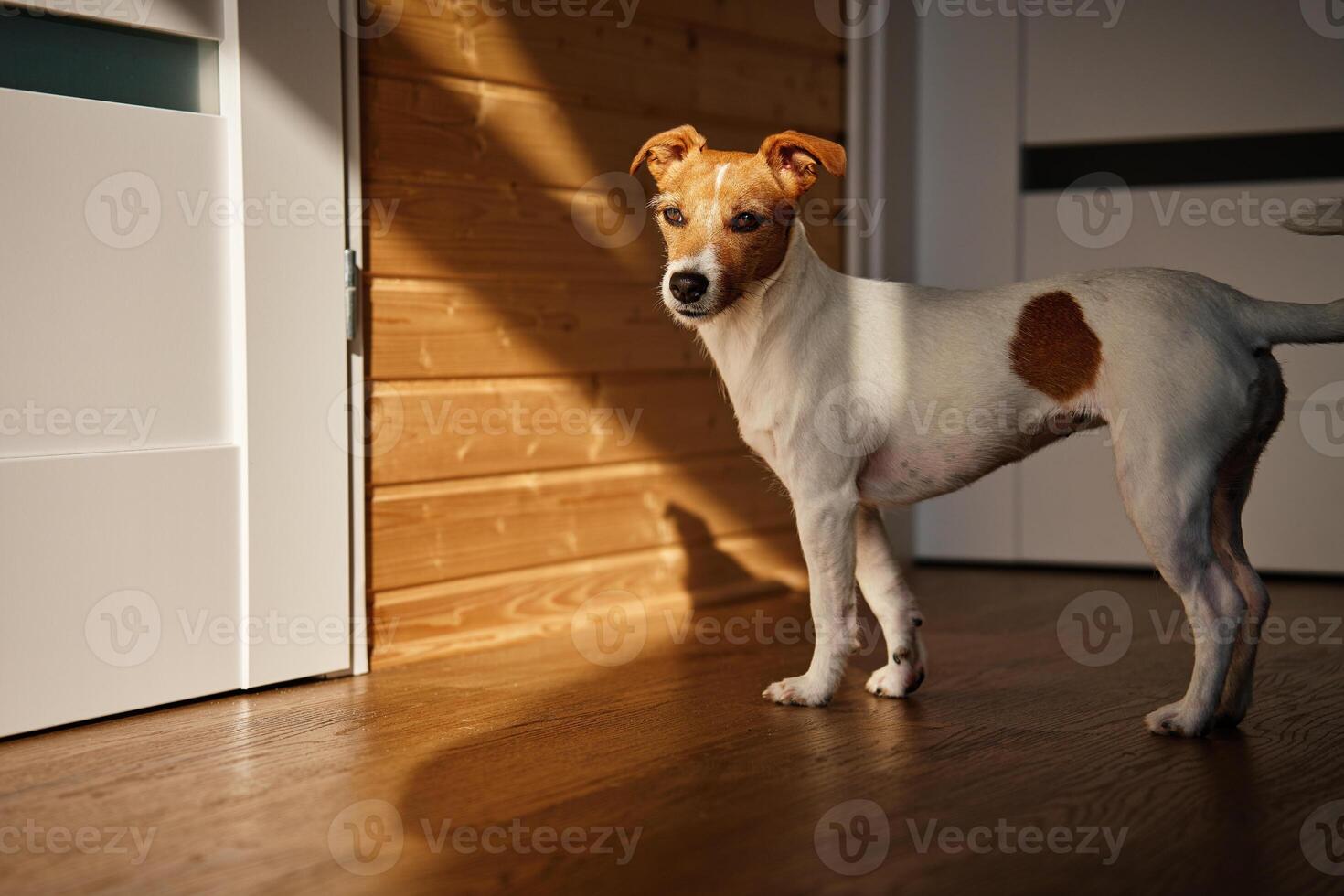 Portrait of small dog in living room photo