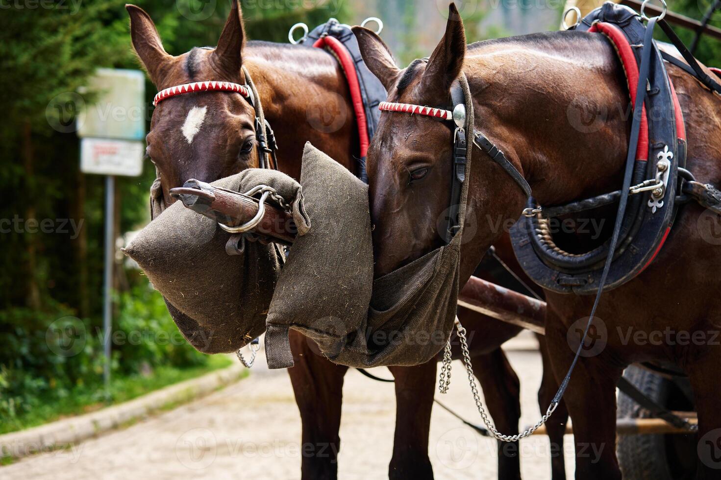 Horses in harness eating forage photo